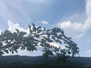 Top Yaremche