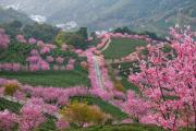 Top Meizhou