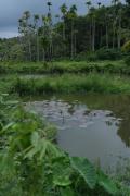 Top Meenangadi