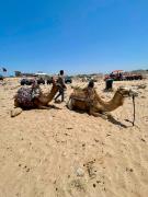 Top As-Suwajra