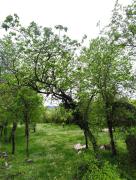 Top Grahovo
