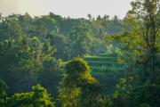 Top Buleleng