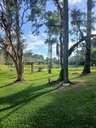 Top Araucária