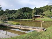 Top Araucária