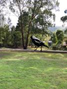 Top Noojee