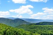 Top Wintergreen