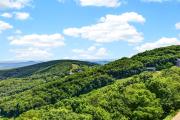 Top Wintergreen