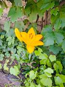Top Codlea