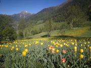 Chalet Mallum – Lower Apartment