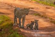 Sandivs Safari Lodge - Yala