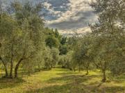 Top Montaione