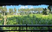 Bamboo T House