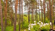 Top Janowiec