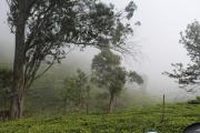 Top Kotagiri