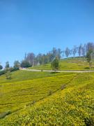 Top Kotagiri