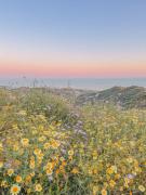 Top Torrox