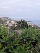 Top Câmara de Lobos