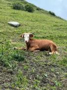Top Grimentz