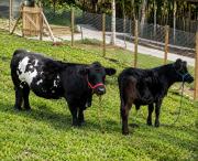 Top Campina Grande do Sul