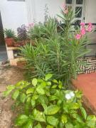 Top Mysore