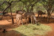Top Marloth Park
