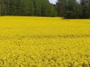 Top Torshälla