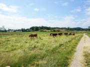 Top Sunne