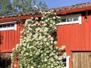 Top Björkö