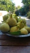 Top Kusadası