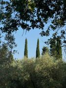 Top Sarteano