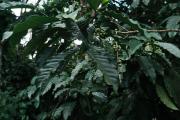 Top Wayanad