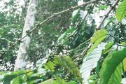 Top Wayanad