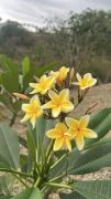 Top Ayampe