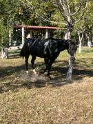 Top Parras de la Fuente