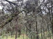 Top Valle de Bravo