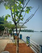 Top Kalyānpur