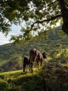 Top Malinalco Top Malinalco