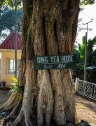 Top Darjeeling