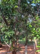 Top Auroville Top Auroville