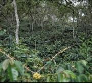 Top Madikeri