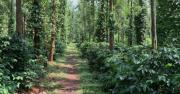 Top Madikeri