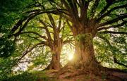 Arbre