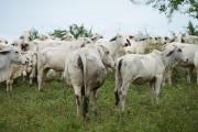 Top Corozal