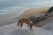 Surfvivoimsouane