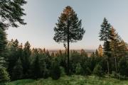 Top Nevada City