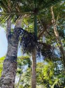 Top São José
