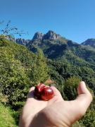 Top Stazzema