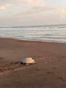 Top Tamarindo
