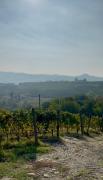 Top Monforte dʼAlba