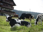 Top Titisee-Neustadt